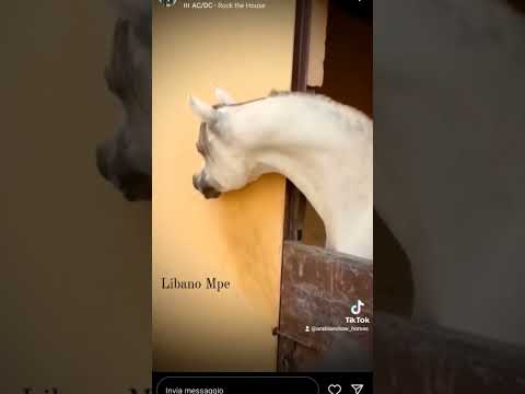 Libano MPE #arabian #arabianhorse #horse