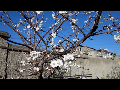 Абрикос в цвету. Так начинается утро в нашем саду.