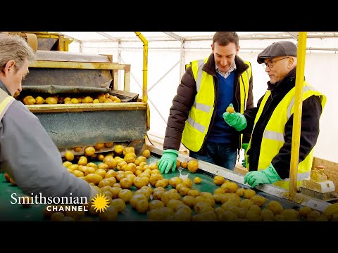 This Farm Helps Make 2 Million Potato Chip Packets A Day 🥔 Inside the Factory | Smithsonian Channel
