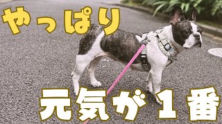 久しぶりの散歩は最高でした🥰
