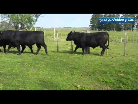 TOROS CABAÑA BUENA ORDEN 2015