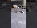 Video untuk pagar bandung 081809200777