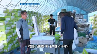 [새싹 농부 예찬 씨의 멜론 드라마] 농사의 기본 vs 홍보도 중요해!!!
