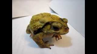 [問卦] 蟾蜍跟青蛙差在哪？