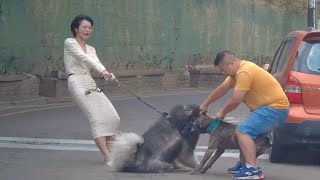 比特犬衝出咬著不放，女飼主急拉
