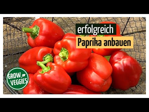 , title : 'Paprika erfolgreich anbauen | Gemüseanbau im Garten'