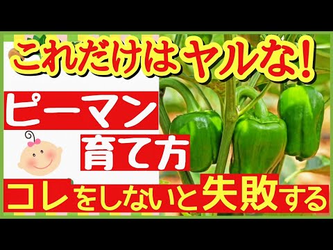 唐辛子をいつポットに播くか 種子を発芽させる方法 簡単なガーデニング