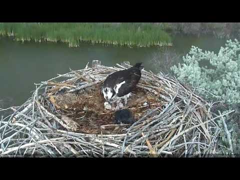 Hatching of Osprey Chick #2