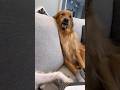 My dog ruined Valentine’s Day!
