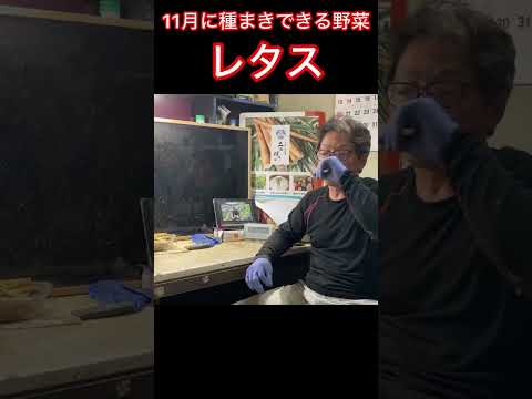 春レタスの品種