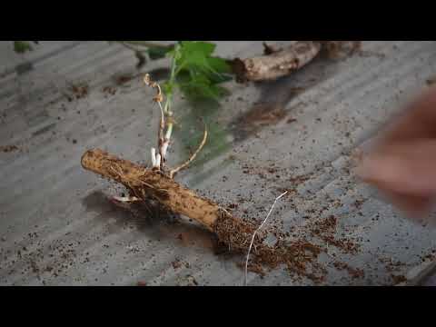 Rhizomes Explained!
