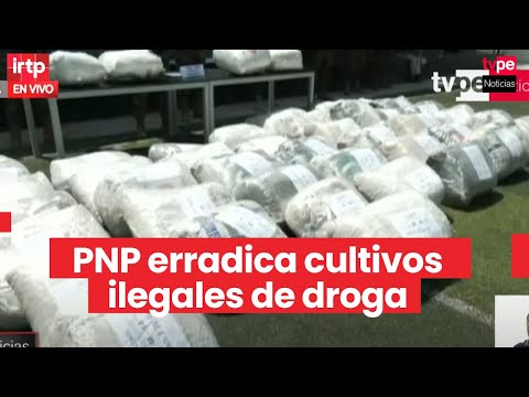 La Libertad: erradican más de 49 000 plantones de marihuana en Chugay