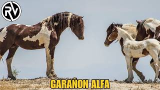 Mustang Stallions: The True Leaders of the Pack