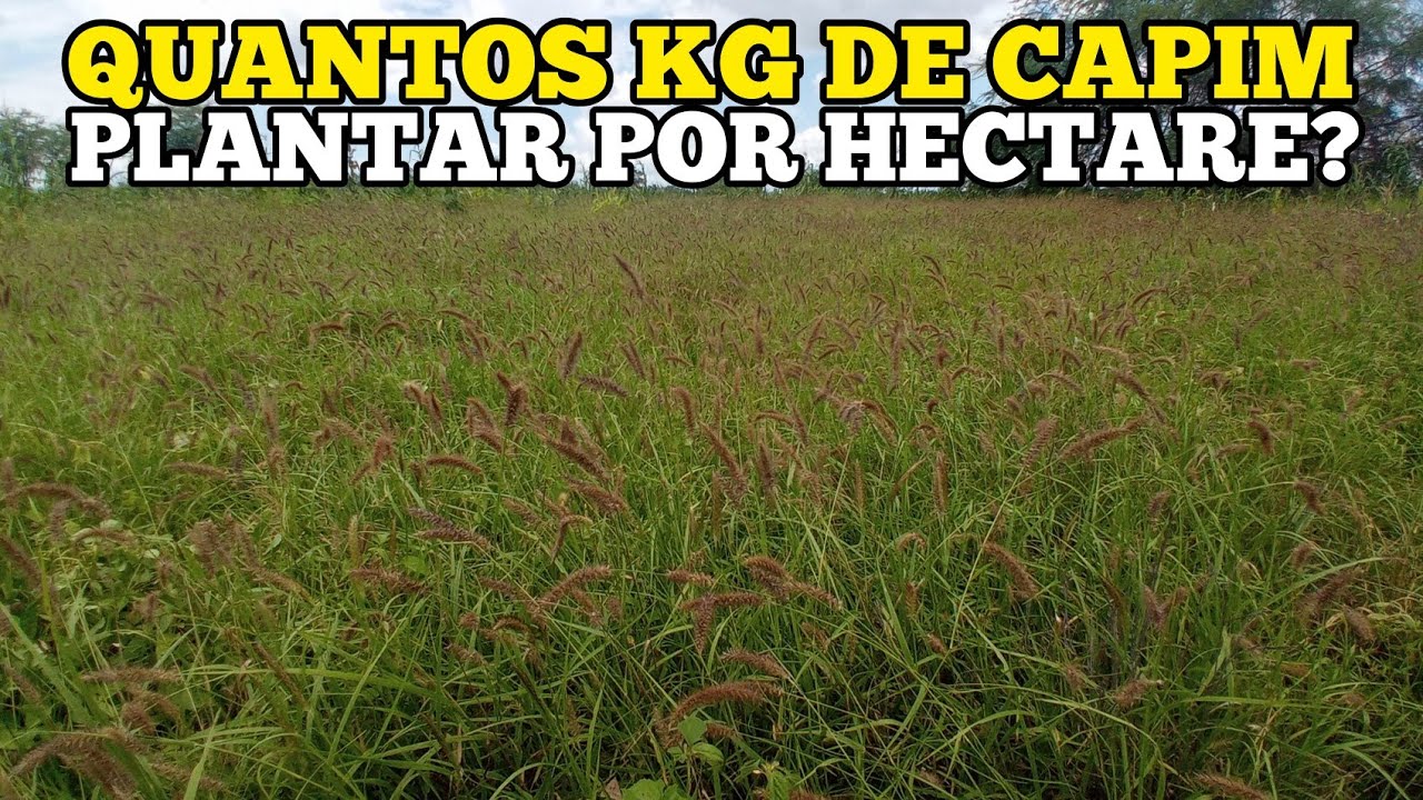 QUANTOS KG DE CAPIM DEVO PLANTAR POR HECTARE?