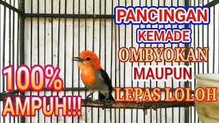 Download lagu KEMADE STRES PUN AKAN NYAUT APALAGI MASTERAN KEMADE PASTI BAKAL NARUNG DIJAMIN. mp3