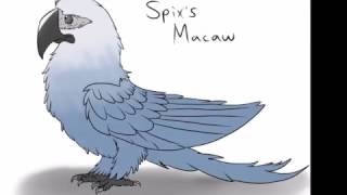 Spix's Macaw Speedpaint