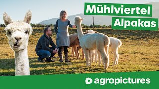 Alpakas statt Kühe bei den Mühlviertel Alpakas | Alpaka Wolle, Wanderungen und Yoga