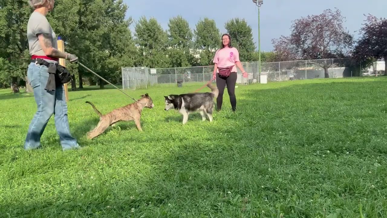Wilder's Leash Test