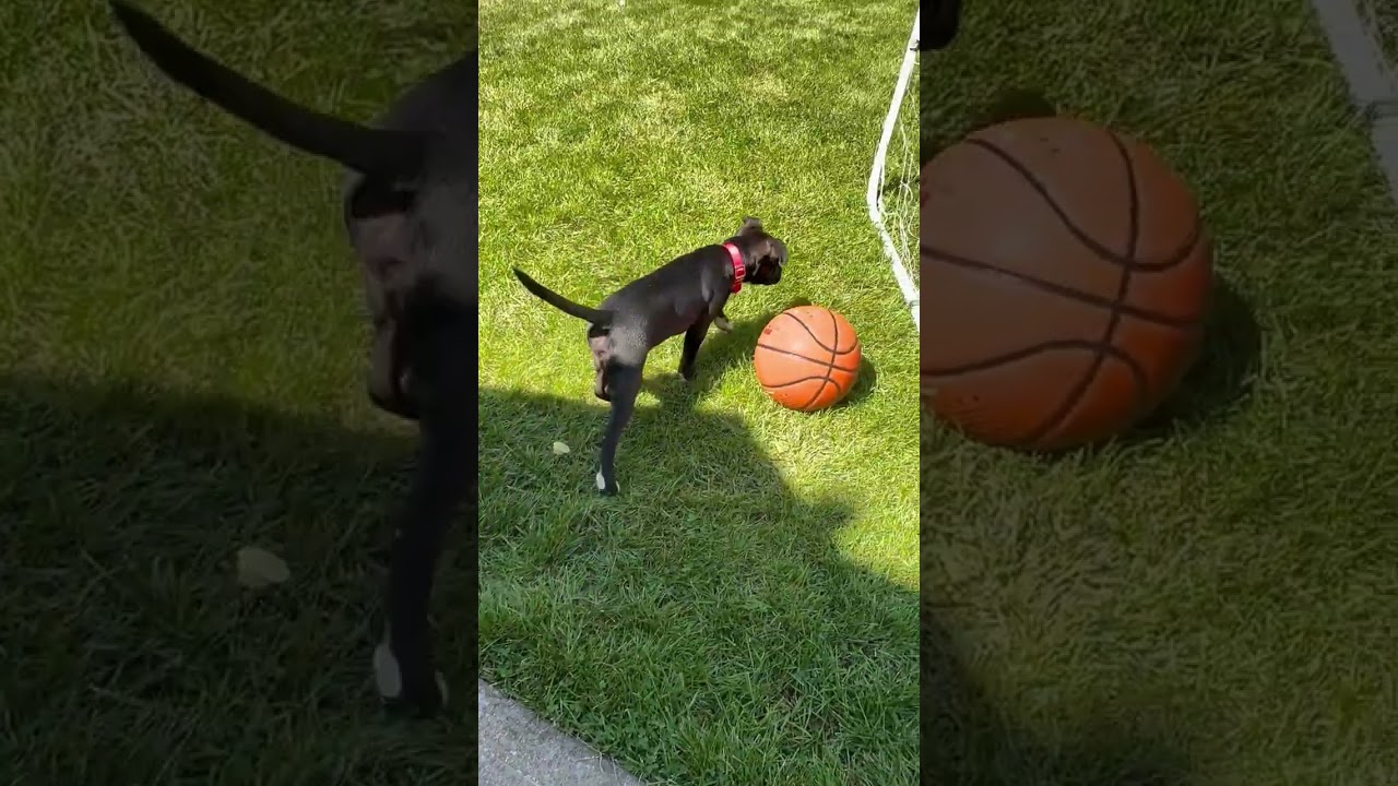 Enlarge Pongo Pupcake - Local pup, a Adoptable mixed breed in Andover, MA video 3/6