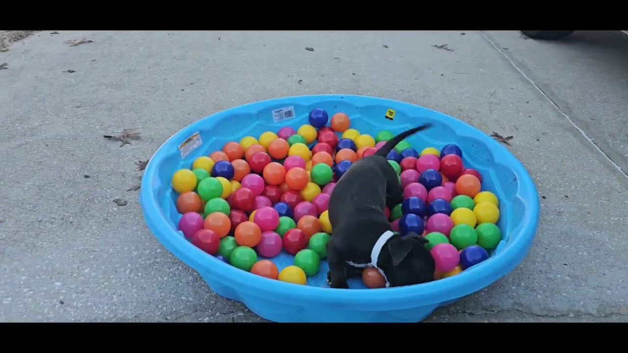 Enlarge Monty, a ADOPTABLE mixed breed in Weeki Wachee, FL video 6/6