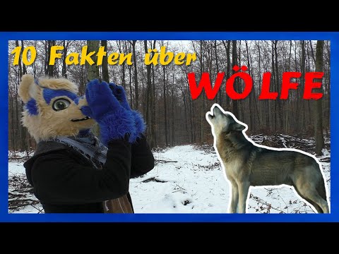 10 Fakten über WÖLFE | Akeblaa