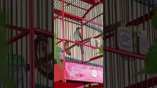 Download lagu siri siri besar gacor nyerecet panjang mp3 Download lagu siri siri besar gacor nyerecet panjang mp3