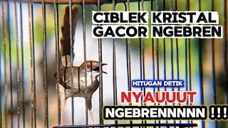 Download lagu CIBLEK KRISTAL gacor ngebren variasi lagu nembak panjang panjang dan ngebren panjang mp3
