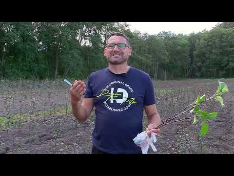 СадОгород / 06.08.2024