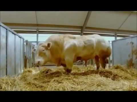 Ingeniería genética - Documental