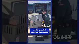 قوات الحرس المدني الإسبانية تنتشل جثة بعد العواصف المميتة في الأندلس thumbnail