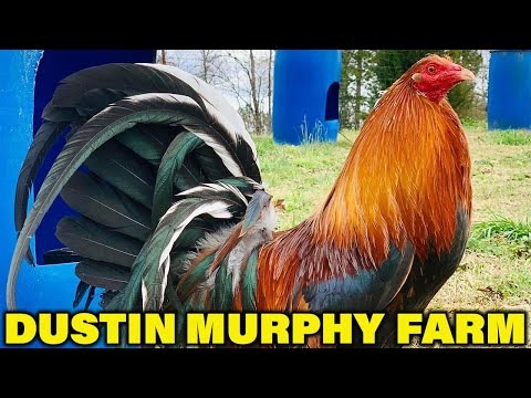 Kirkland Cecil kelsos Grey DUSTIN MURPHY Next Generation Farm