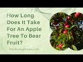 How Long Does It Take For An Apple Tree To Bear Fruit