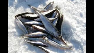 Снасть для ловли ряпушки зимой