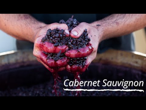 Averys Focus On... Wine Grapes: Cabernet Sauvignon