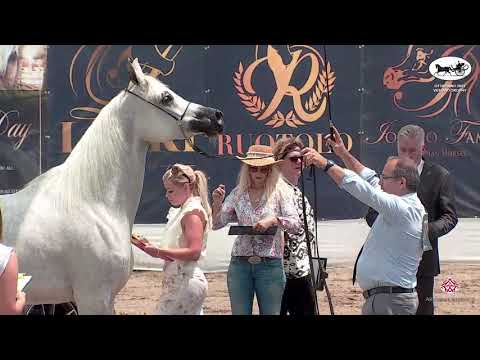 N 77 MAGGY   Vesuvio Trophy 2021   Straight Egyptian Mares Championship Class 17