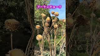 パリ植物園の秋🍂 の巻