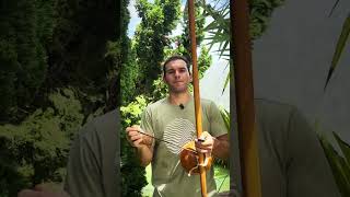 Eu vi o tombo - Pitoco #capoeira #versos