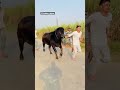 Jhota Race Karnawal