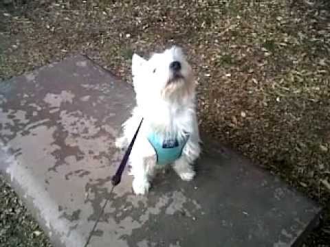 West Highland White Terrier Pepsi Rex Barks at Squirrel