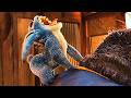 Lilo Stitch Jumba Catches Stitch Scene Recap