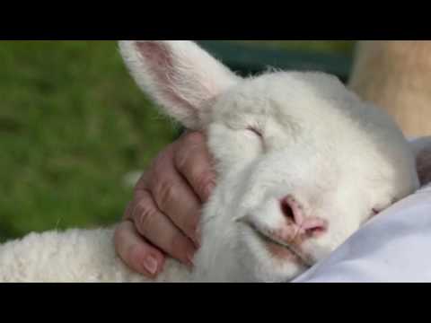 Борис Машалов - Заблеяло ми агънце