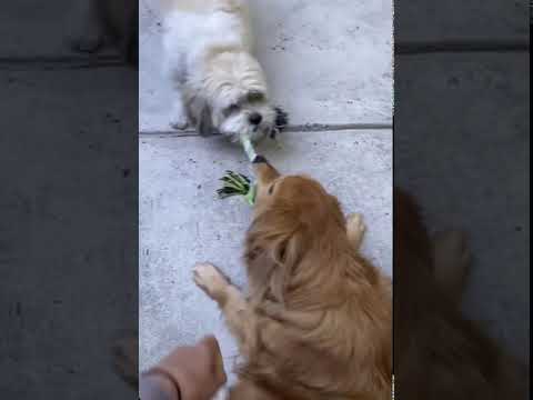 PUFFY!, an adopted Shih Tzu in Philadelphia, PA_image-1