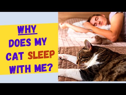 Why Does My Cat Sleep With Me? 🐱The Top 5 Reasons! And Is It Safe?