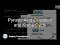 Pyruvic Acid Oxidation and Krebs Cycle, Biology Lecture | Sabaq.pk