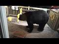 BLACK BEAR VISIT ON THE DECK