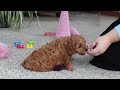Cavapoo dogs for sale: Adele - Video 1