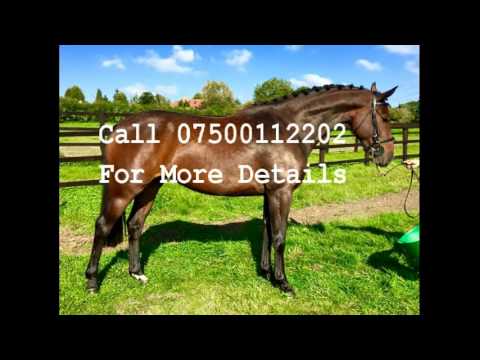 2012 Mare Triomphe De Riverland(Cornet Obolenski)x Darco