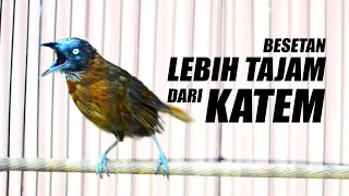 Download lagu MASTERAN TEPUS KEPALA ABU GACOR mp3 Download lagu MASTERAN TEPUS KEPALA ABU GACOR mp3