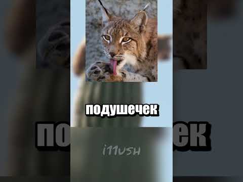 Большая кошка нашла место для сна