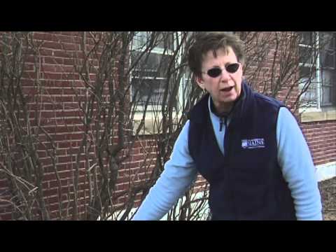 【生活常識】如何修剪紫丁香　How to Prune a Lilac Bush